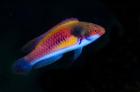Bay Close-up of colorful wrasse fish