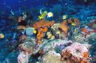 Coral Reefs, Papua, Indonesia