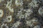 Coral Polyps Feeding, Papua, Indonesia