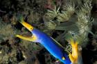 Indonesia, Sulawesi, Blue ribbon eel marine life