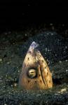 Blackfin Snake Eel with cleaner shrimp, North Sulawesi, Indonesia