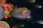 Spotted Boxfish, Banda Sea, Indonesia