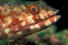 Lizardfish, Indonesia