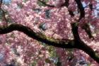Cherry Blossom Tree In Bloom In Springtime, Tokyo, Japan