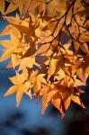 Autumn maples on grounds of Hiroshima Castle, Japan