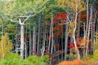 Fall colors of the Fuji-Hakone-Izu National Park, Japan