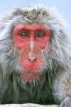 Snow Monkey, Japanese Macaque, Nagano, Japan