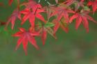 Maple Leaves, Kyoto, Japan