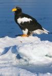 Japan, Hokkaido, Raus, Steller's Sea Eagle