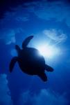 Sea turtle underwater, Sipadan Island south point, Malaysia
