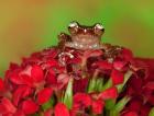 Borneo Cinnamon Tree Frog on red flowers