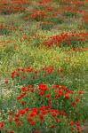 Red Poppy Field in Central Turkey during springtime bloom