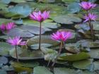 Pink Water Lilies