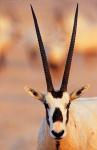 Arabian Oryx wildlife on Sir Bani Yas Island, UAE