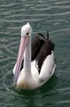 Pelican, Sydney Harbor, Australia