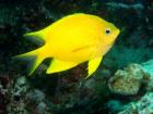 Golden Damsel fish, Great Barrier Reef, Australia