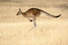 Eastern Grey Kangaroo, Tasmania, Australia
