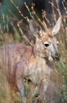 Red kangaroo (Macropus rufus), Australia