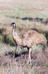 Emu wildlife, Australia