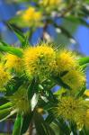 A Bright Yellow Wattle Tree In Suburban Cairns, Queensland, Australia