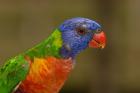 Rainbow Lorikeet bird, Queensland AUSTRALIA