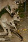 Eastern Grey Kangaroo with baby, Queensland AUSTRALIA