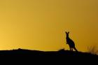 Silhouette of Kangaroo, Australia