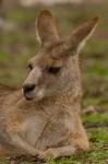 Eastern Grey Kangaroo resting, Queensland, Australia