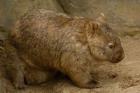 Common Wombat, baby in pouch, captive, Australia
