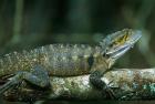 Australia, Queensland, Eastern Water Dragon lizard