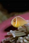 Australia, Great Barrier Reef Anemonefish