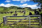 Gate and Dairy Farm near Kaikohe, Northland, New Zealand