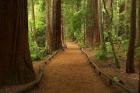 Path through Redwood Forest, Rotorua, New Zealand