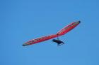Hang glider, Otago Peninsula, South Island, New Zealand