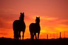 Horses at Sunset near Ranfurly, Maniototo, Central Otago