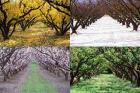 Orchard through the Seasons, Central Otago, South Island, New Zealand
