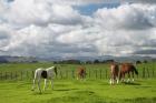 Horses, Farmland, Te Kauwhata, North Island, New Zealand