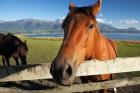 Horse, Kaikoura, Marlborough, South Island, New Zealand