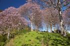 Paulownia Plantation, Spring Season, New Zealand