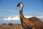 Australia, Emu, flightless bird