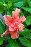 Hibiscus Flowers, Antigua, West Indies, Caribbean