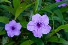 Purple Flowers, Antigua, West Indies, Caribbean