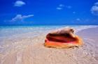 Conch at Water's Edge, Pristine Beach on Out Island, Bahamas