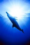 Atlantic Spotted Dolphin, Bahamas