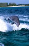 Dolphin Jumping, Grand Bahama, Bahamas