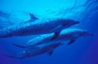 Three Spotted Dolphins, Bahamas, Caribbean