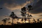 Bahamas, Lucaya NP, Setting sun on Caribbean Pine Trees