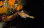 Sharpnose Puffer fish, Bonaire, Netherlands Antilles