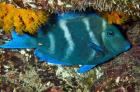 Blue Tang fish, Bonaire, Netherlands Antilles, Caribbean