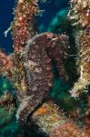 Longsnout Seahorse, Marine Life, Netherlands Antilles